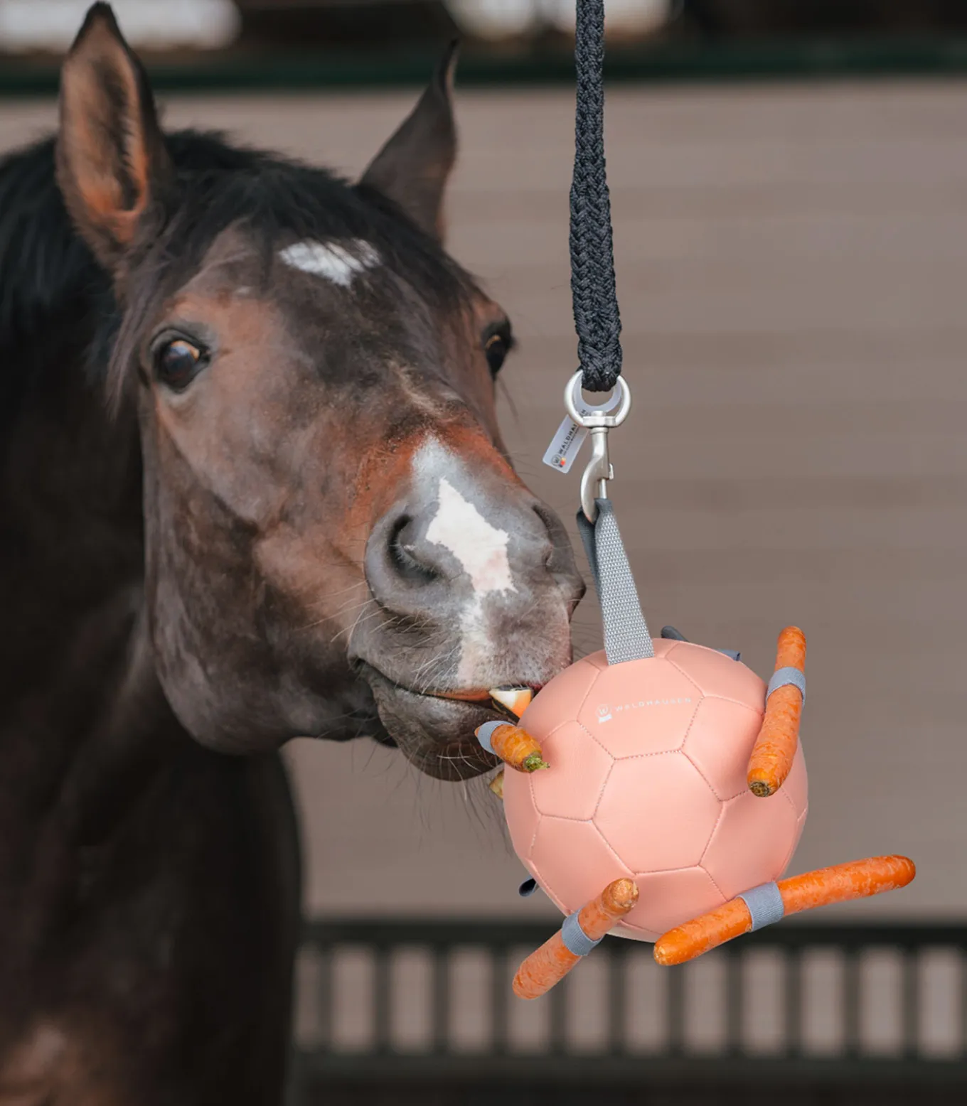 Karottenball