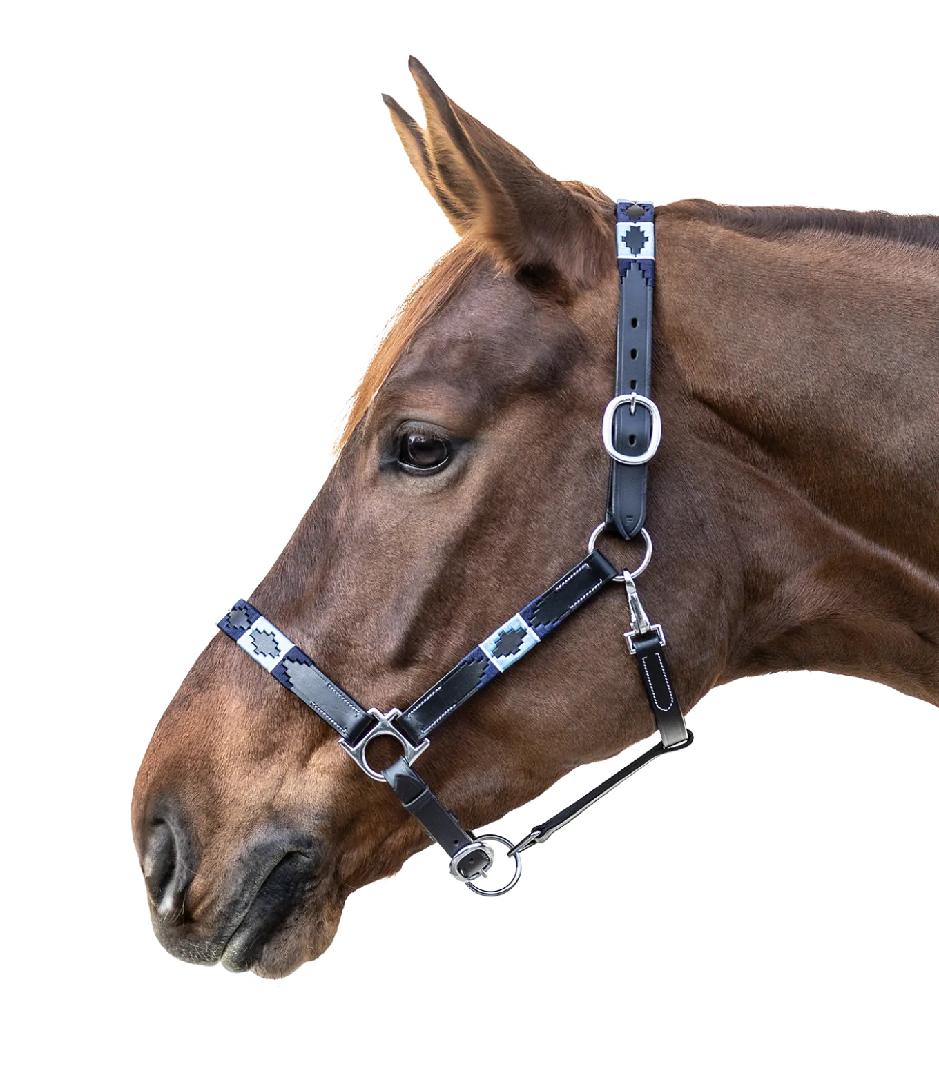 Lederhalfter Polo