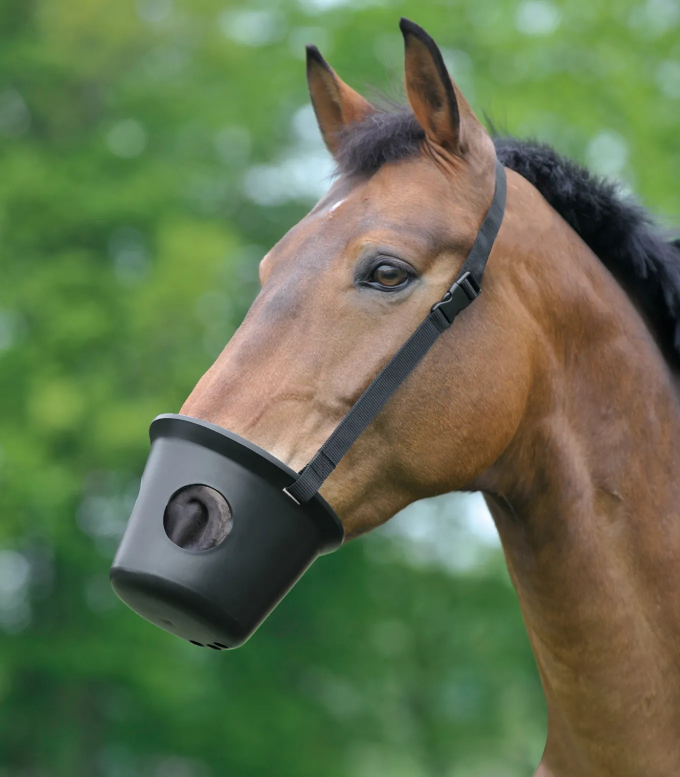 Maulkorb, Pony
