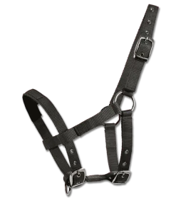 Mini-Shetty Halfter