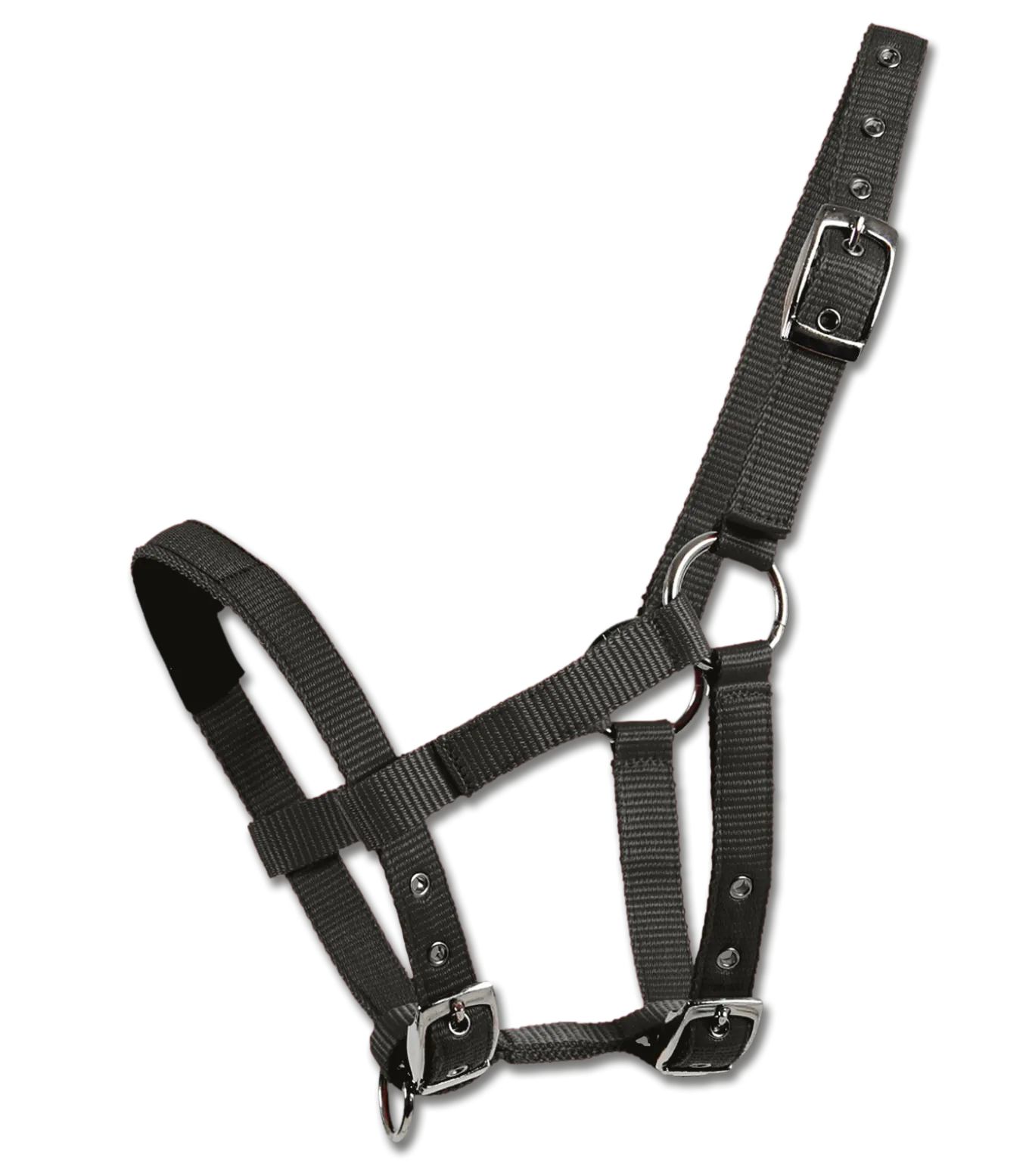 Mini-Shetty Halfter