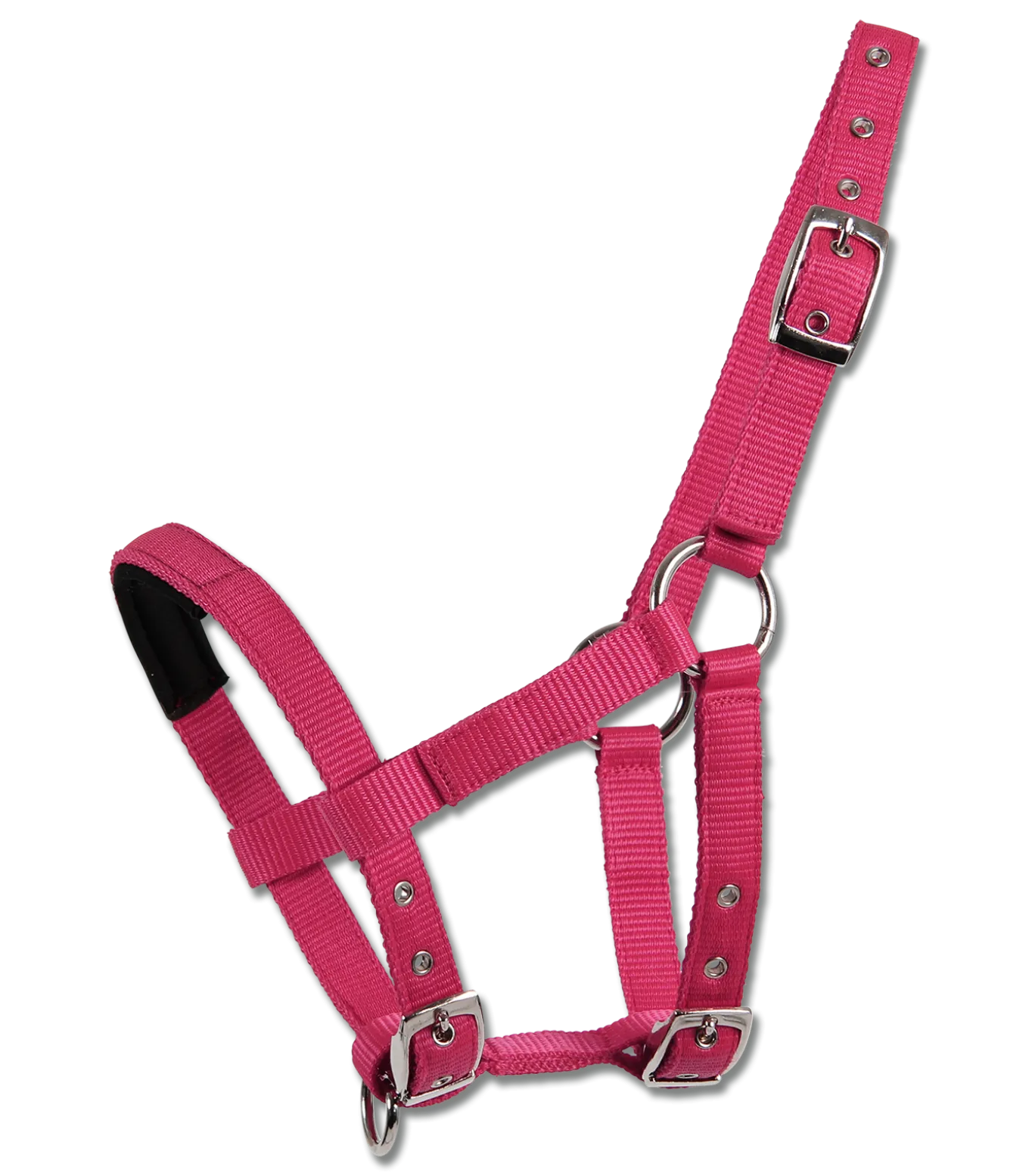Mini-Shetty Halfter