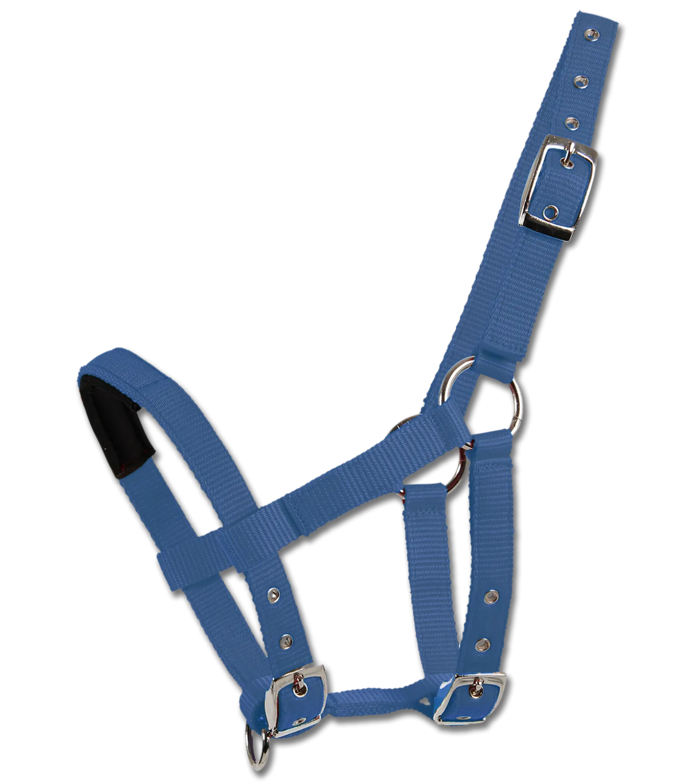 Mini-Shetty Halfter